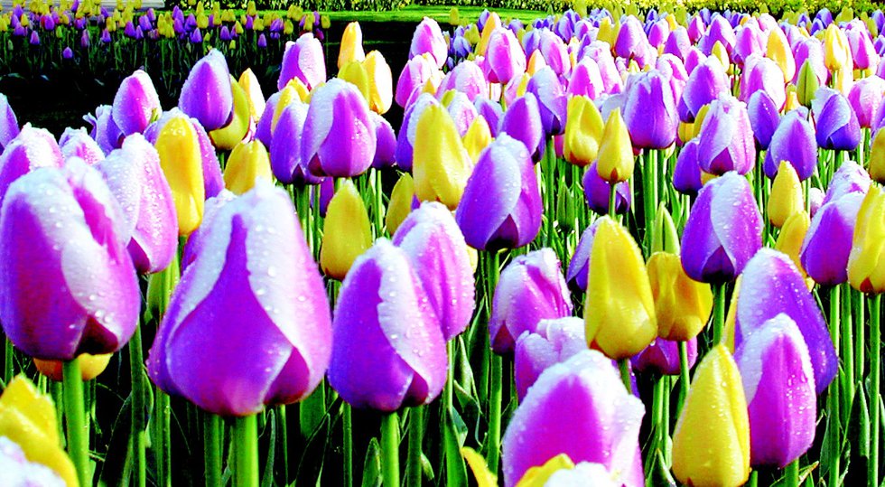 pink-and-yellow-tulips3.jpe