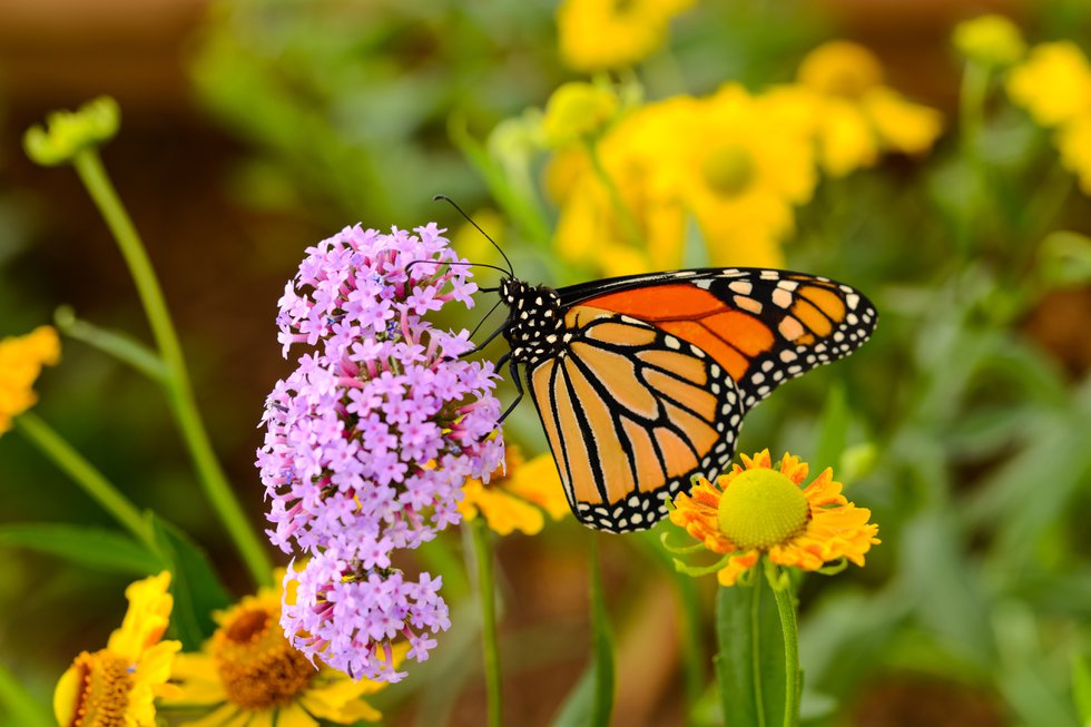 Grapevine Monarch Butterfly Release To Be Virtual ...
