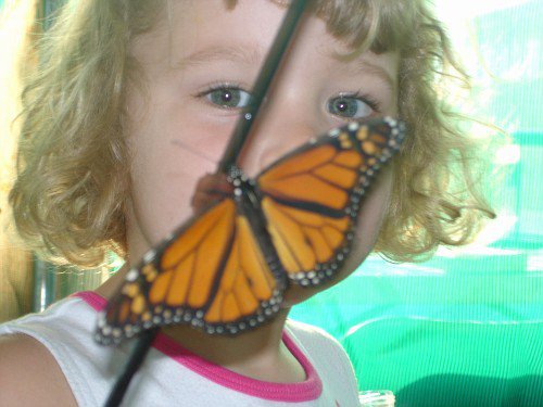 Butterfly2006_4.jpg