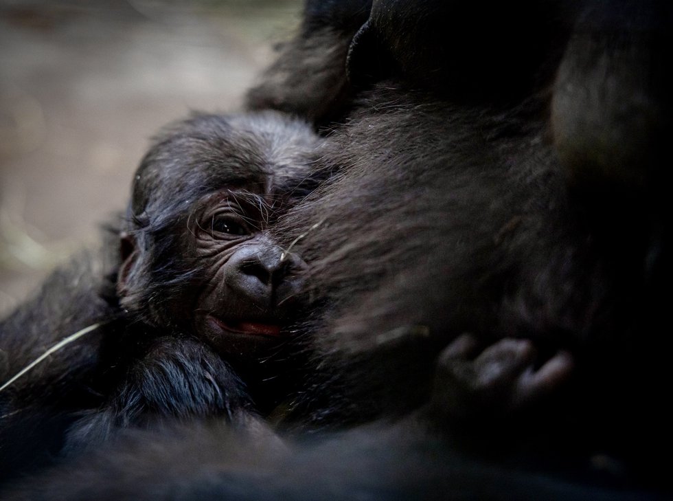 Gorilla baby 1.jpg