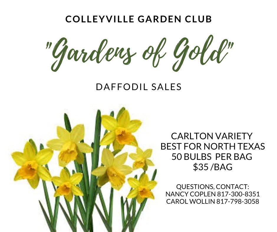 GCG Daffodil Sale - 1