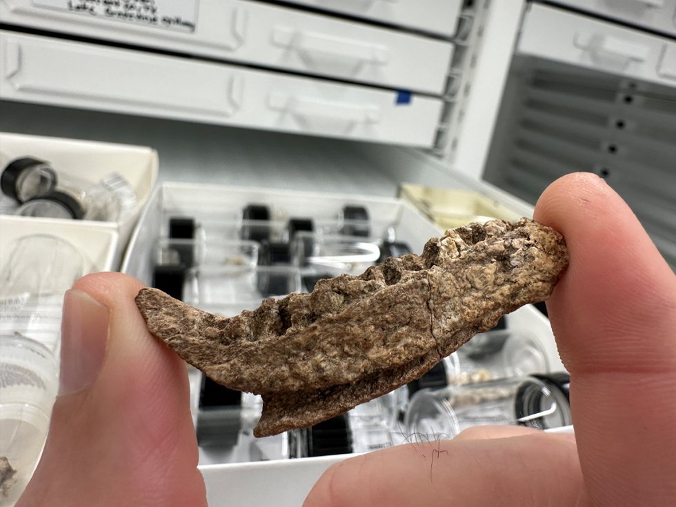 Jaw Bone Fossil - (Credit - Perot Museum).jpeg