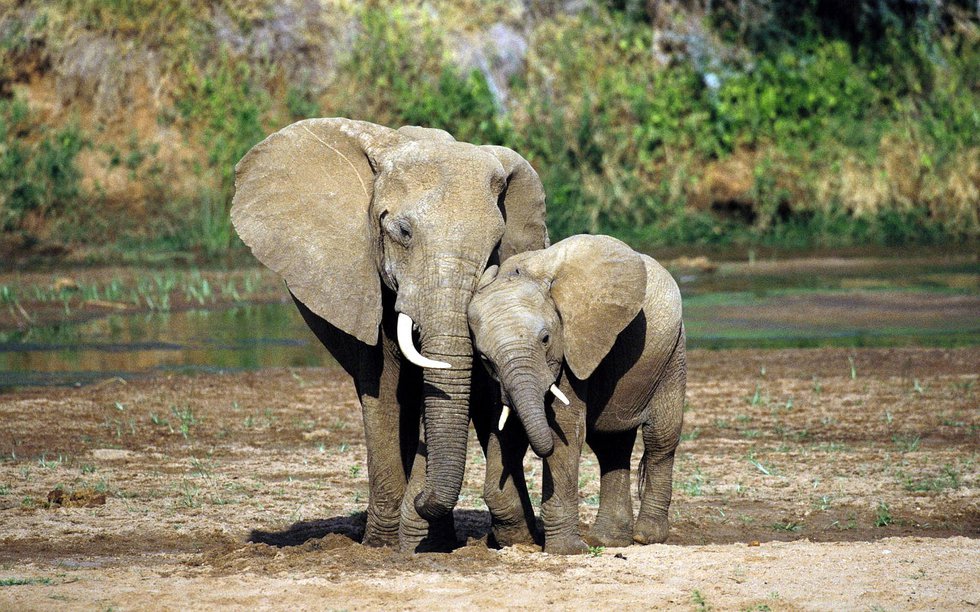baby-elephant-and-mother-wallpaper-1-1.jpe